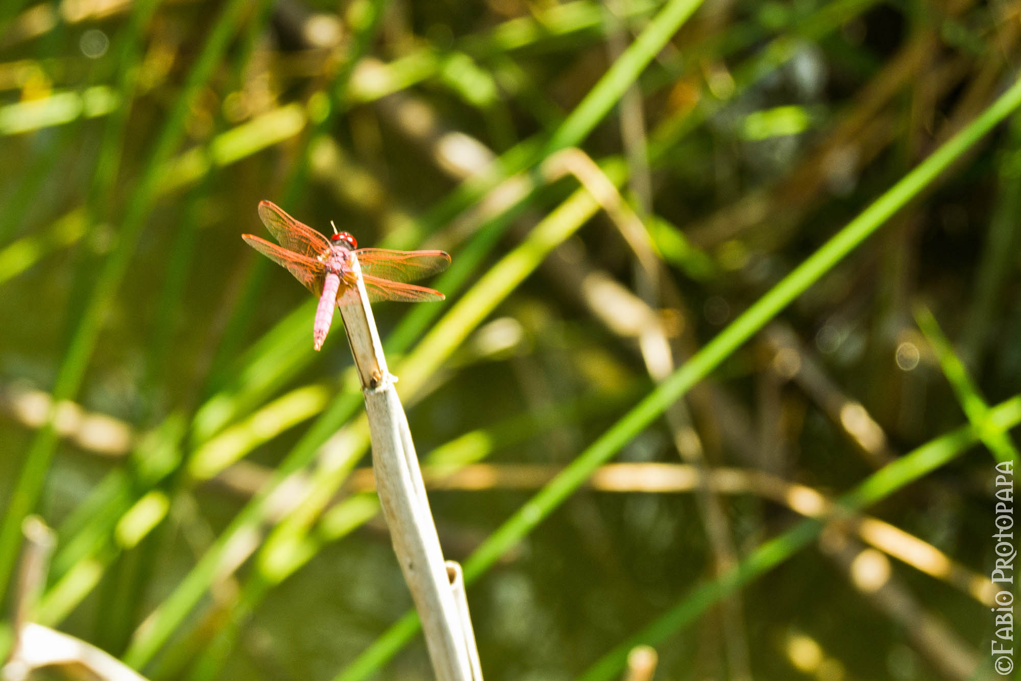 Trithemis annulata e Orthetrum coerulescens